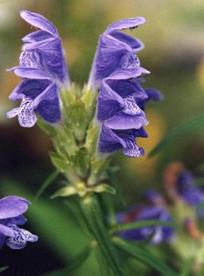 Dracocephalum