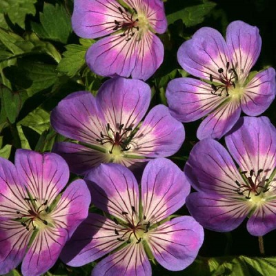 Geranium, Cranesbill, Hardy Geranium Sweet Heidy