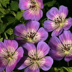 Geranium, Cranesbill, Hardy Geranium 'Sweet Heidy'