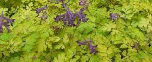 Corydalis Berry Exciting