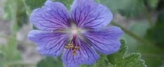 Geranium, Cranesbill, Hardy Geranium, Knotted Cranesbill, Pyrenees Geranium 'Terre Franche'