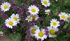 Mount Atlas Daisy, Mt. Atlas Daisy, Pellitory, Spanish Chamomile 'Garden Gnome'
