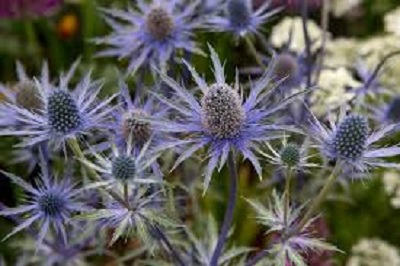 Eryngium Hybrid, Sea Holly