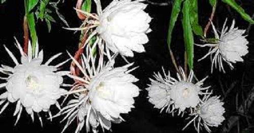 Brahma Kamal