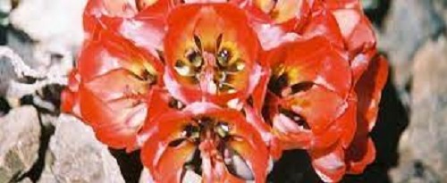 Bomarea Species, Lions Claw