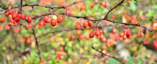 Berberis Species, Allegheny Barberry, American Barberry