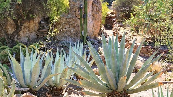 Agave Species, Century Plant, Hardy Agave, Maguey