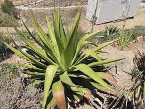 Agave Species, Pendula Agave, Century Plant, Maguey