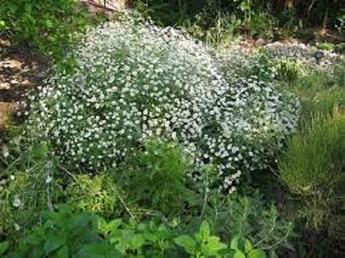 Tanacetum, Silver Tansy Jackpot