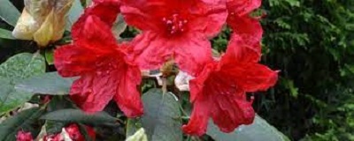 Rhododendron, Elepidote Rhododendron Vulcan