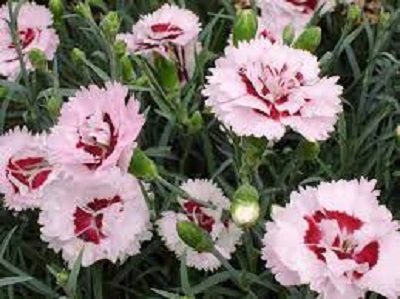 Dianthus, Garden Pinks Raspberry Surprise