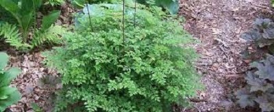 Dwarf Goats Beard Johannisfest