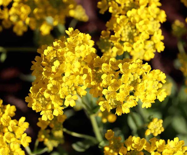 Mountain Alyssum