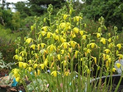 Albuca Species