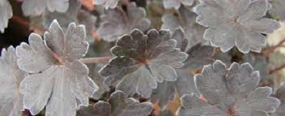 Geranium, Cranesbill, Hardy Geranium Chocolate Candy