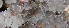 Geranium, Cranesbill, Hardy Geranium 'Chocolate Candy'