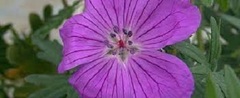 Geranium, Bloody Cranesbill, Hardy Geranium 'Vision Violet'