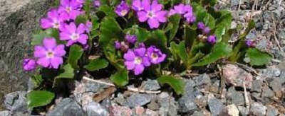 Primula Species, Alpine Primrose