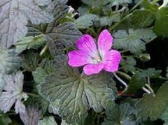 Geranium, Cranesbill, Hardy Geranium, Knotted Cranesbill, Pyrenees Geranium 'Tanya Rendall'