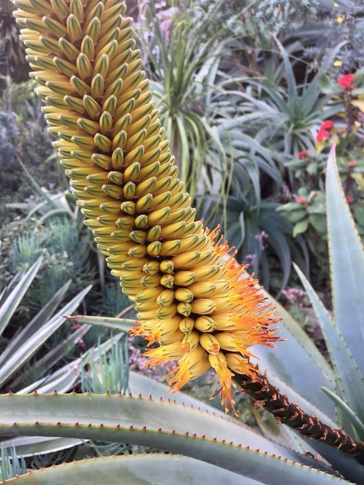 Agave Species, Spicata Agave, Century Plant, Maguey