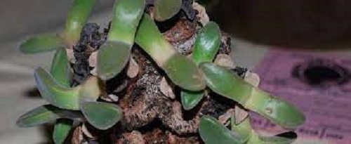 Deilanthe Species, Ice Plant