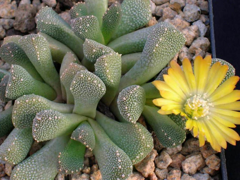 Aloinopsis