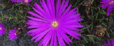 Lampranthus Species, Ice Plant, Pink Vygie
