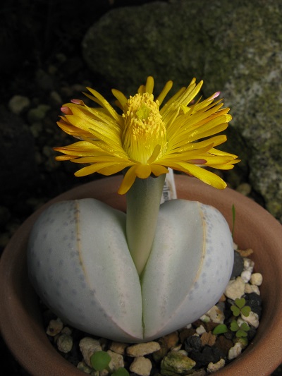 Dinteranthus