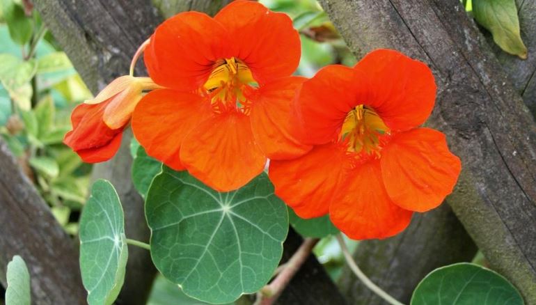 Nasturtium