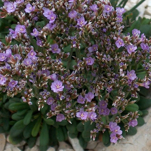 Limonium Species, Dwarf Statice, Sea Lavender