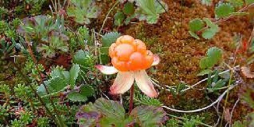Cloudberry, Baked Apple Berry, Bake Apple