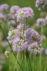 Allium Species, Autumn Onion, Prairie Onion