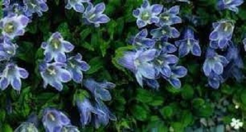Campanula Species, Hairy Bellflower, Shiny-Leaved Bellflower