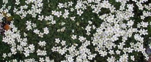 Saxifraga, Mossy Saxifrage, Rockfoil Bob Hawkins