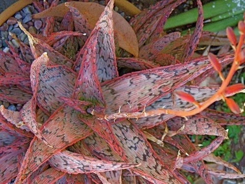 Aloe Pink Blush