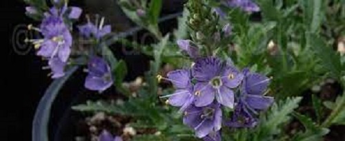 Veronica, Dwarf Speedwell Christy