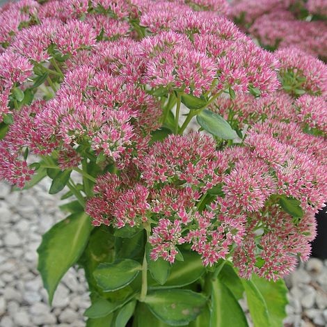 Hylotelephium, Sedum, Showy Stonecrop Autumn Delight