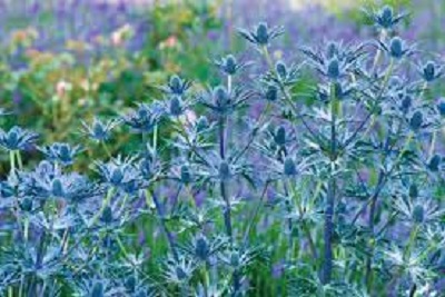 Eryngium, Sea Holly Big Blue