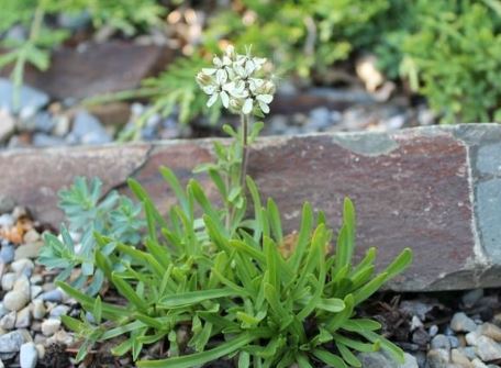 Saponaria Species, Yellow Soapwort