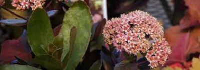 Hylotelephium, Sedum, Showy Stonecrop Chocolate Drop