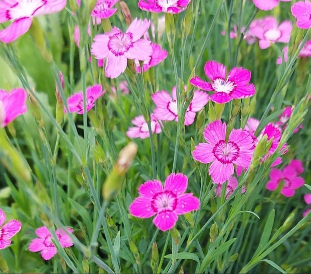 Maiden Pinks Micro Chips