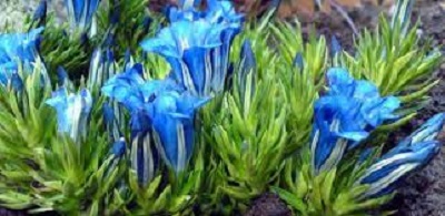 Gentiana, Gentian Braemar