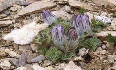 Gentiana Species, Urn-Shaped Gentian