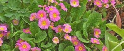 Primula, Polyanthus Primrose, Juliana Primrose Kinlough Beauty