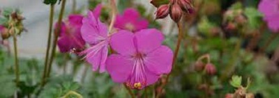Geranium, Dwarf Cranesbill, Hardy Geranium Crystal Rose