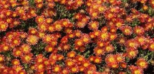 Delosperma, Ice Plant Fire Wonder