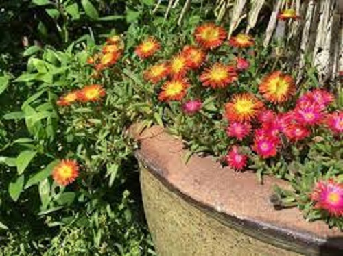 Delosperma, Ice Plant Jewel of Desert Garnet