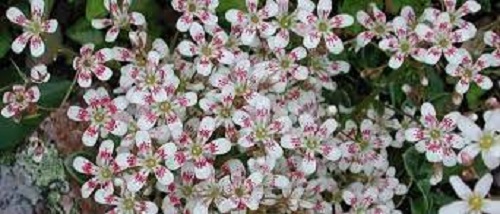 Saxifraga, Encrusted Saxifrage, Silver Saxifrage Southside Seedling