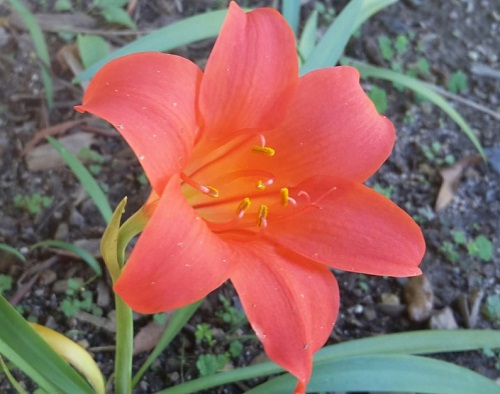 Cyrtanthus Species, Kei Lily