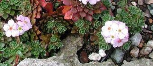 Androsace Species, Rock Jasmine, Sempervivum-Leaved Rock Jasmine